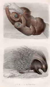 Gravure coloriée 1880. L'Ai, le Porc Epic - Imagen 1 de 2