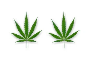 2 CANNABIS LEAF Vinyl Decals 4.5'' JDM Bong Pot Marijuana 420 Herb Weed Stickers - Bild 1 von 10