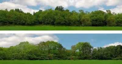 Scenic Backgrounds OO/HO Tall Trees Pack D ID Backscenes ID149D