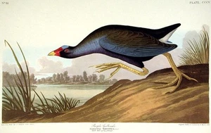 John James AUDUBON / Purple Gallinule From The Birds of America Amsterdam 1971 - Picture 1 of 1