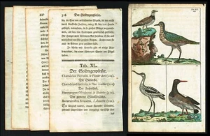 Europäischer Goldener Regenvogel Wasservogel, handkolorierter antiker Druck - Wilhelm 1795 - Bild 1 von 8