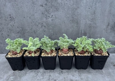 Pelargonium appendiculatum - Imagen 1 de 4