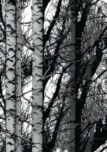 d-c-fix Sticky Back Plastic self adhesive vinyl film Wood Trees 67.5cm x 2m - Picture 1 of 3