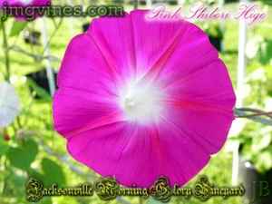 Pink Shibori Hige Ipomoea Purpurea Morning Glory 10 Qty - Picture 1 of 6
