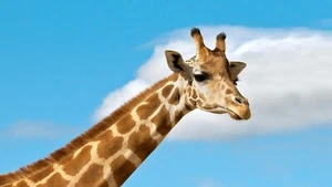 Small Giraffe Poster (Brand New) - Picture 1 of 2