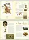 Cheetah #52 Mammals - The Illustrated Animal Library Fold-out Page & Print