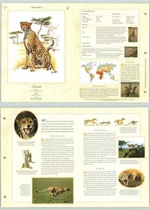 Cheetah #52 Mammals - The Illustrated Animal Library Fold-out Page & Print - Picture 1 of 2