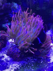 Marine Rose Bubble Tipped Anemones - Picture 1 of 9