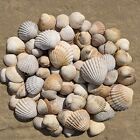 Natural Cockle Seashells Mosaic Shells Artwork Craft Supply Wedding Decor Beach