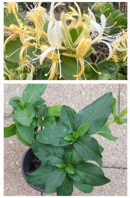 Fragrant Japanese HONEYSUCKLE Live ROOTED Plant In a Pot, Yellow & White Flowers - Image 1 of 4
