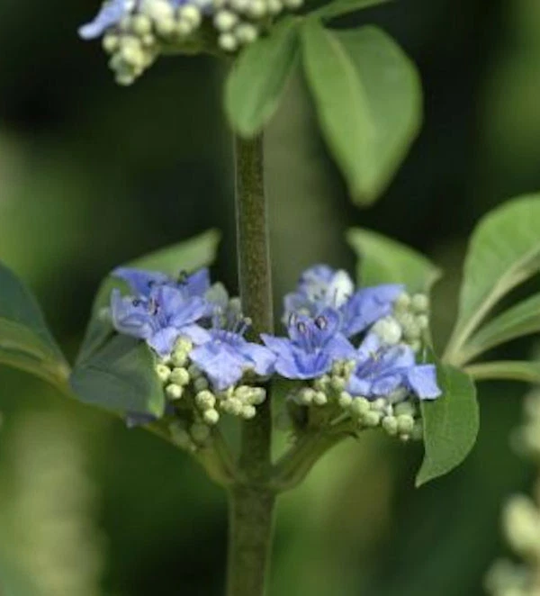 Mönchspfeffer Delta Blues® 40-60cm - Vitex agnus castus - Bild 1 von 1