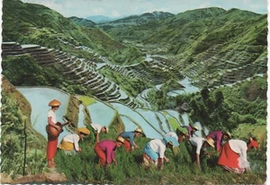 Philippines Postcard 1985 Eight Wonder of the World Rice Terraces Vintage - Picture 1 of 1