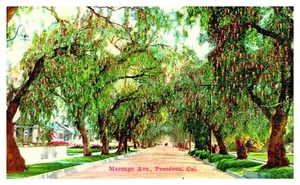Marengo Avenue Pepper Trees Pasadena CA INTERESTING MESSAGE Antique Postcard E10 - Picture 1 of 3