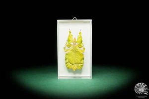 Phyllium bioculatum Indonesien Wandelndes rezent Insekt Präparat taxidermy Deko - Bild 1 von 6