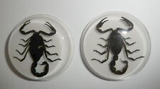 Insect Cabochon Black Scorpion 38.5 mm Round inner 35 mm on White 2 pieces Lot