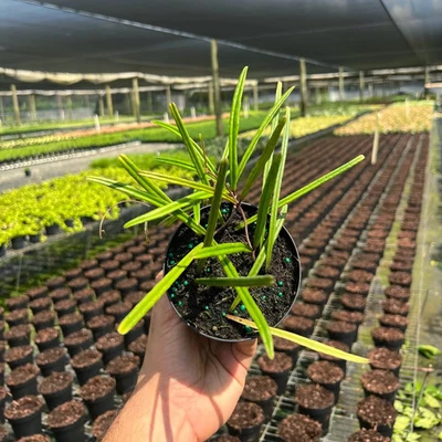 Hoya Insularis | Live Indoor & Outdoor Tropical House Wax plant in 4" Pot  - Image 1 of 4