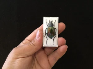 Calosoma Sycophanta A1 De Eslovaquia Entomología Colección Insecto - Imagen 1 de 1