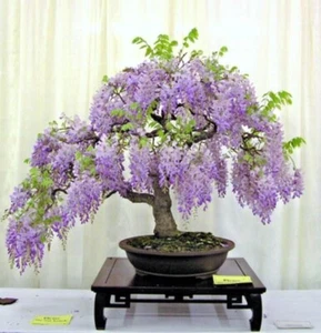 Purple Chinese Wisteria seedling live plant 3+ years old - Picture 1 of 5