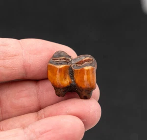 Orange Camel Tooth Suwannee River FL 1221 - Picture 1 of 3