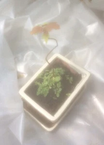 Bonsai Tree - Field Maple (Acer Campestre) Yamadori - Picture 1 of 6