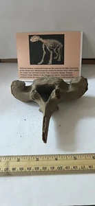 Panthera spelaea Asian Cave L. Vertebra Spine 10,000++ Yrs Old 5” CS 303 - Picture 1 of 4