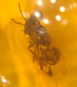 Extinct Bee with Bark Beetle in Dominican Amber Fossil Gemstone - Picture 1 of 10