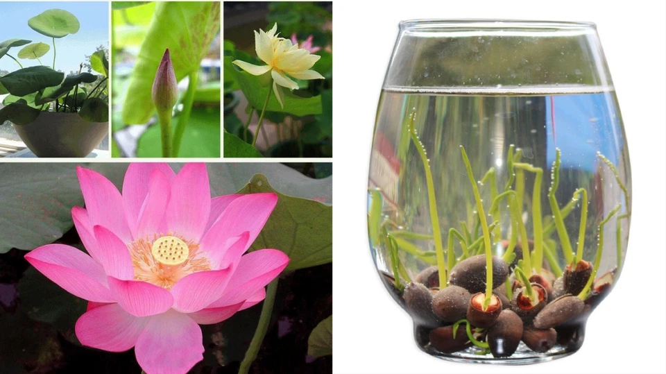 Aquatic Plants Lotus Seeds 15pcs Garden Bonsai Water Plant Seed - image 1 of 4