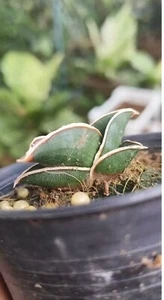 Sansevieria Rorida Snake Plant + PHYTO Certificat - Picture 1 of 6