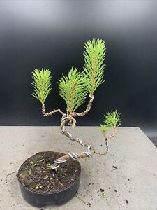 Scots Pine Bonsai Tree