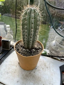 Pachycereus Pringlei Cardon Cactus - Picture 1 of 2