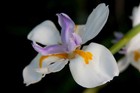 Butterfly White Iris (Diplarrena moraea) 30  Seeds