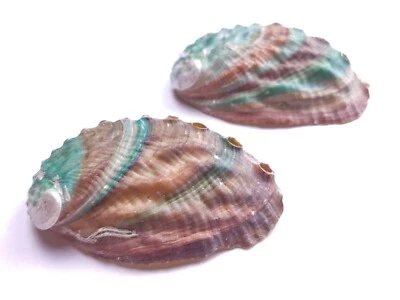 PERLANDO: 2 Muscheln, Venusohren, Abalone, Paua etwa 55 x 40 mm, Unikate - Bild 1 von 4