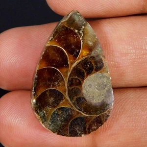 Wholesale 27.70Cts. Natural Hyperphysical Ammonite Fossil Pear Cabochon Gemstone - Picture 1 of 3