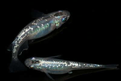 Medaka Eier, Reisfische, Sapphire Lame; Oryzias latipes - Bild 1 von 4