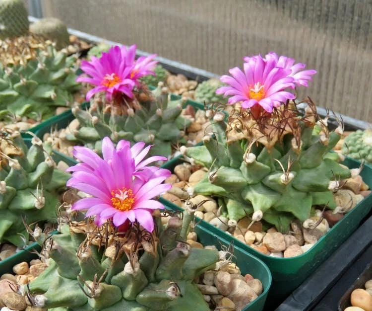 Semente - Turbinicarpus alonsoi 25+ sementes (colheita 2024-25) - Imagem 1 de 1
