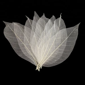 Skeleton Leaves Magnolia 50pcs - Natural Large - Picture 1 of 4