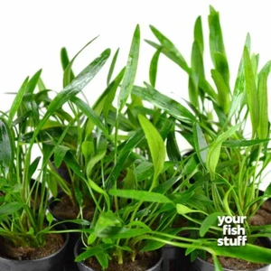 Cryptocoryne lucens Live Aquarium Plants **BUY 1 GET 1 at 50% OFF** POTTED - Picture 1 of 4