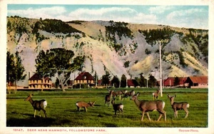 Postcard deer near Mammoth Yellowstone park Wyoming - Picture 1 of 2