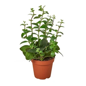 Planta de lápiz labial - Imagen 1 de 8