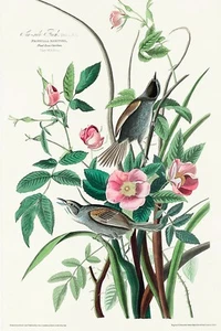 Pinzón artístico Giclee de pinzón de mar de J.J. Audubon Birds of America + envío gratuito - Imagen 1 de 4