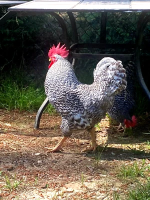 12 + 2 Heritage Barred Plymouth Rock hatching eggs from Cardinal Acres Farm