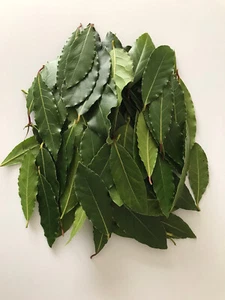 Bay Leaves Fresh Organic Picked to Order Very fragrant and bursting with flavour - Picture 1 of 18