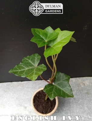 50 English Ivy Plants - Hedera helix - Groundcover - Size 2 - Free Shipping - Image 1 of 4