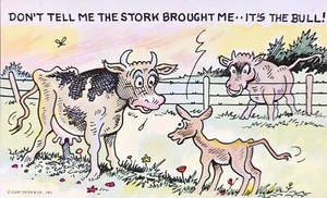 Postal de cómic de vacas vintage de Curt Teich & Co p-199 sin publicar - Imagen 1 de 2