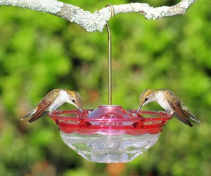 Aspects 433 HummBlossom 4 oz Hanging Rose Hummingbird Feeder - Picture 1 of 3