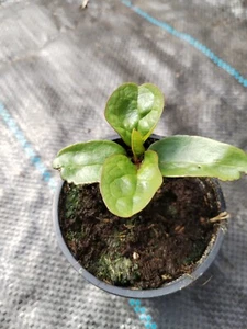 Kletternder Malabarspinat Basella Ruba, essbaren Blätter 1 Jungpflanze Gemüse - Bild 1 von 3
