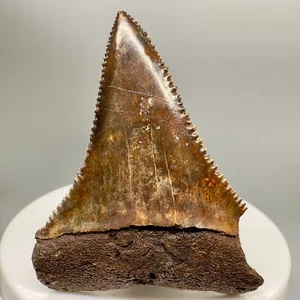 Rare location 2.13" Fossil GREAT WHITE Shark Tooth- Waccasassa, FL - Picture 1 of 6