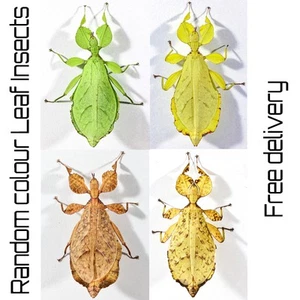 A pair of Phyllium Siccifolium Leaf Stick Insect Nymphs - Picture 1 of 3