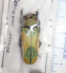 TOP RARITY Phosphorus virescens jansoni f. unicolor Togo Longhorn Beetle Insect - Picture 1 of 5