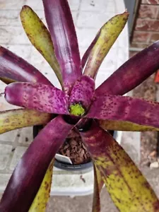 Neoregelia ‘BLUEBERRY TART ’ By Liza Vinzant Bromeliad Plant - Picture 1 of 5